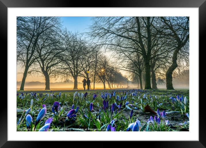 Crocuses at sunrise Framed Mounted Print by Dominic Shaw-McIver