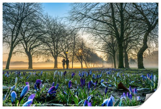 Crocuses at sunrise Print by Dominic Shaw-McIver