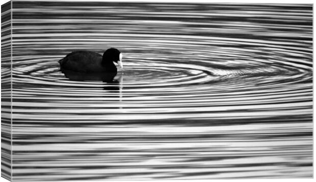 Coot Ripples Canvas Print by David Neighbour