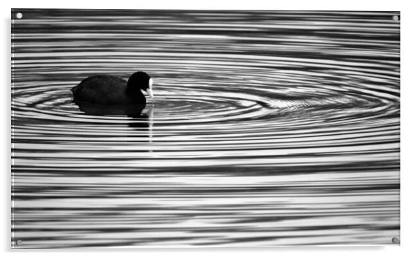 Coot Ripples Acrylic by David Neighbour