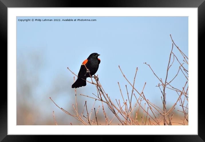 Red-Wing Blackbird Perched 3E Framed Mounted Print by Philip Lehman