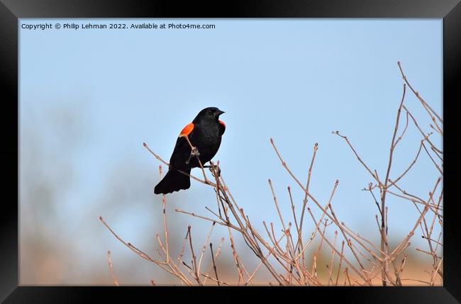 Red-Wing Blackbird Perched 3E Framed Print by Philip Lehman