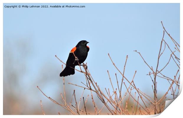 Red-Wing Blackbird Perched 3E Print by Philip Lehman