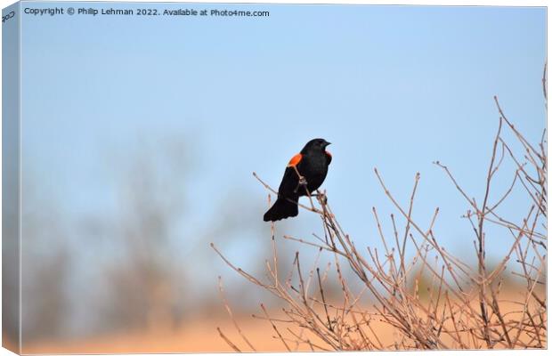 Red-Wing Blackbird Perched 3A Canvas Print by Philip Lehman