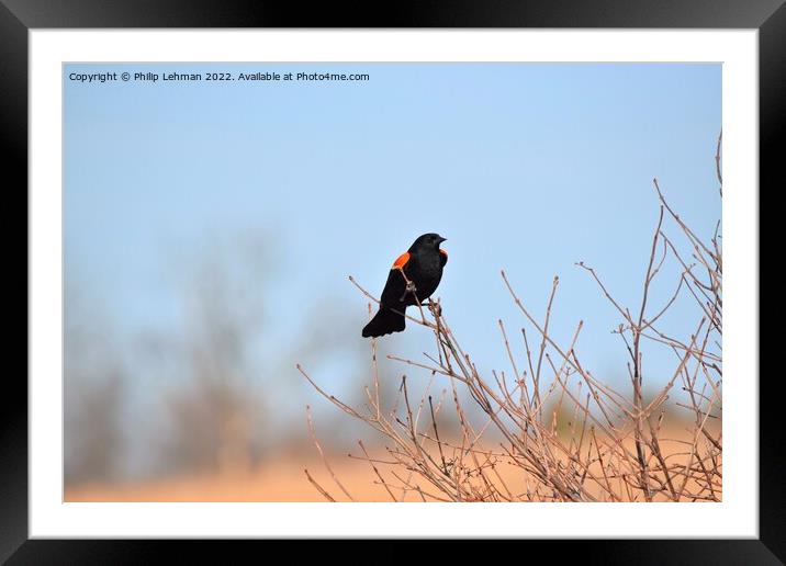 Red-Wing Blackbird Perched 3A Framed Mounted Print by Philip Lehman