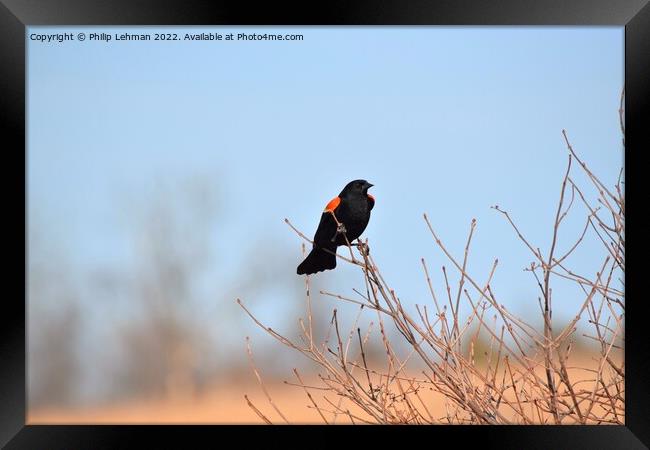 Red-Wing Blackbird Perched 3A Framed Print by Philip Lehman