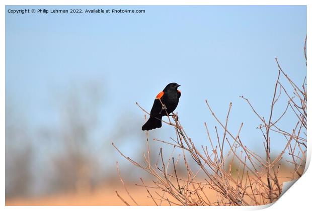 Red-Wing Blackbird Perched 3A Print by Philip Lehman