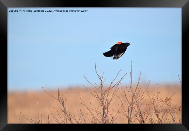 Red-Wing Blackbird in flight 6 Framed Print by Philip Lehman