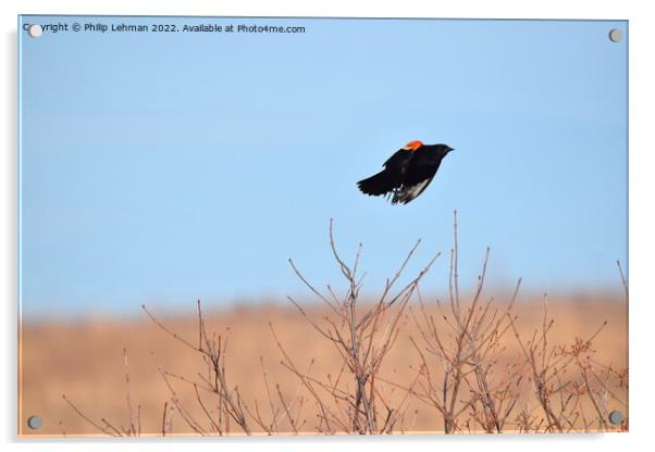 Red-Wing Blackbird in flight 6 Acrylic by Philip Lehman