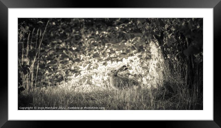 The rabbit hideout Framed Mounted Print by Ingo Menhard