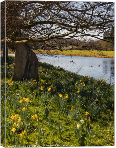 Daffodils Blooming Canvas Print by Alan Dunnett