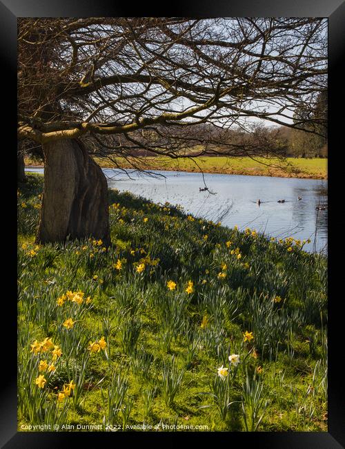 Daffodils Blooming Framed Print by Alan Dunnett