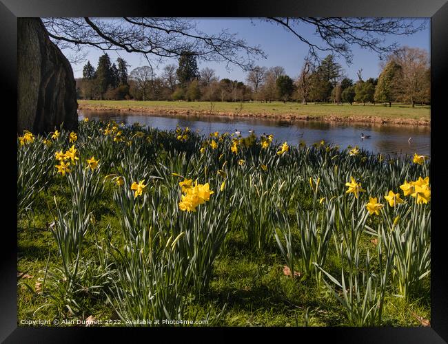 Daffodils blooming on the river Framed Print by Alan Dunnett