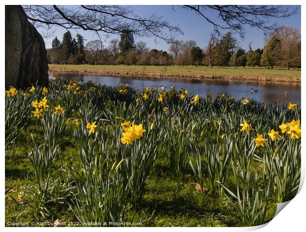Daffodils blooming on the river Print by Alan Dunnett