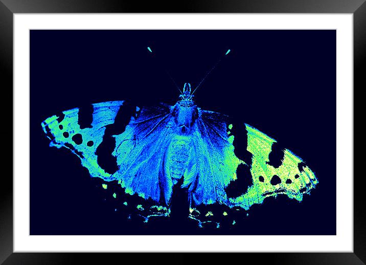 neon butterfly Framed Mounted Print by rachael hardie
