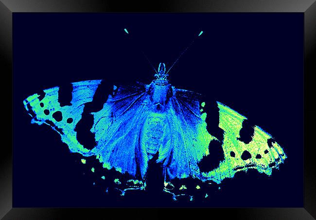 neon butterfly Framed Print by rachael hardie