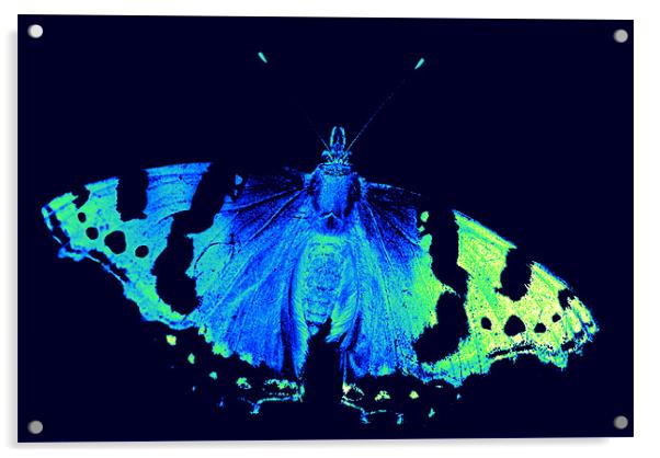 neon butterfly Acrylic by rachael hardie