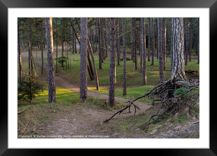 Forest in Norfolk Framed Mounted Print by Eszter Imrene Virt