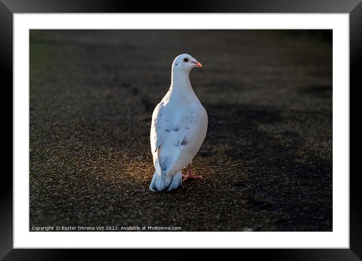 White dove - symbol of peace Framed Mounted Print by Eszter Imrene Virt