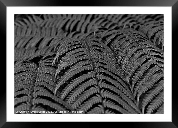 Fern Leaves Black and White Framed Mounted Print by Errol D'Souza