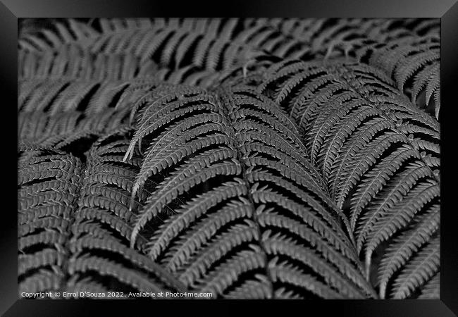 Fern Leaves Black and White Framed Print by Errol D'Souza