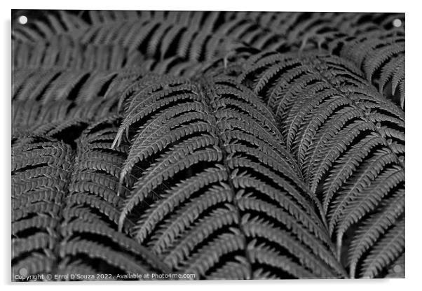 Fern Leaves Black and White Acrylic by Errol D'Souza