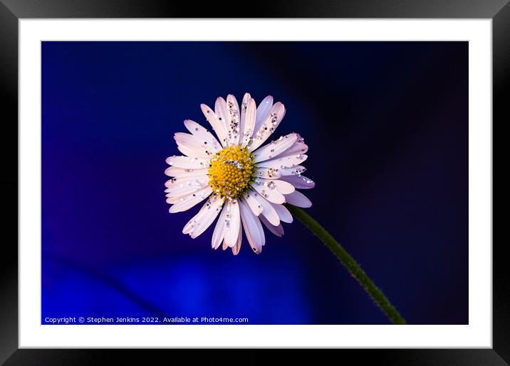 Daisy Flower Framed Mounted Print by Stephen Jenkins