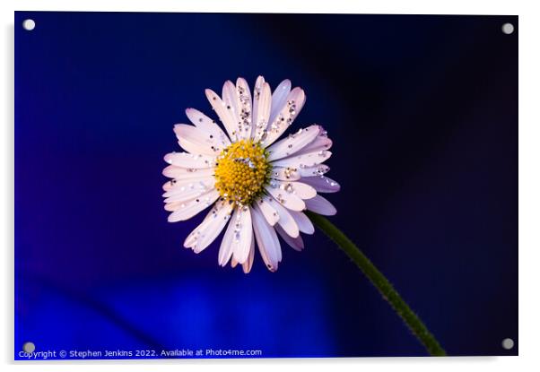 Daisy Flower Acrylic by Stephen Jenkins