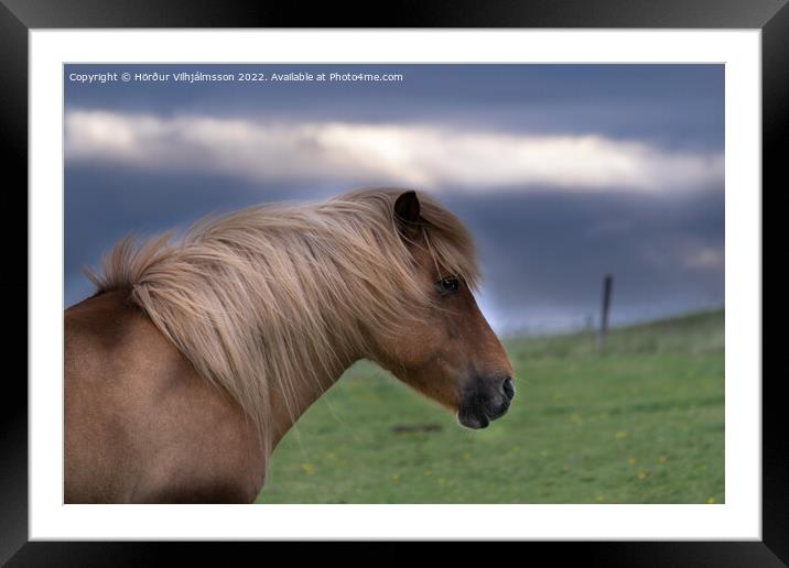 Icelandic horse Framed Mounted Print by Hörður Vilhjálmsson