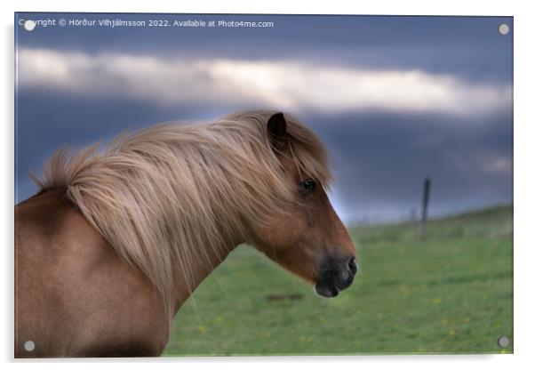 Icelandic horse Acrylic by Hörður Vilhjálmsson
