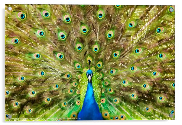 Peacock Display Acrylic by Ian Merton