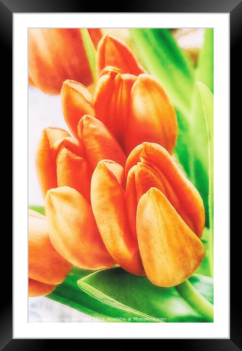 Orange tulips just before growth rising Framed Mounted Print by Ingo Menhard