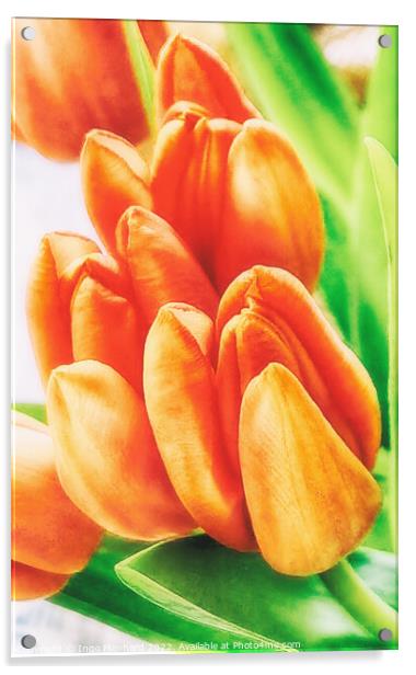Orange tulips just before growth rising Acrylic by Ingo Menhard