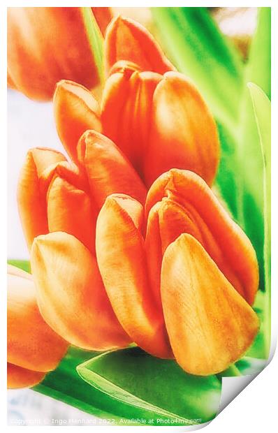 Orange tulips just before growth rising Print by Ingo Menhard