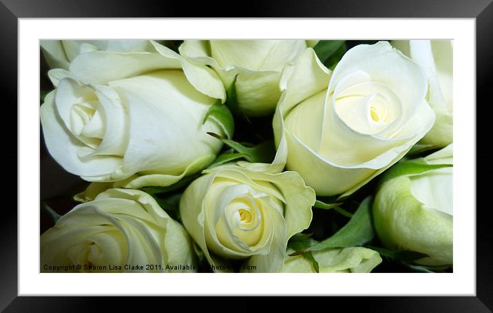 Simply roses Framed Mounted Print by Sharon Lisa Clarke