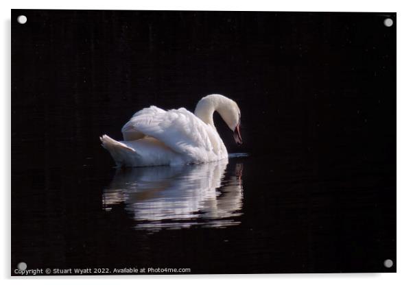 Swan Acrylic by Stuart Wyatt