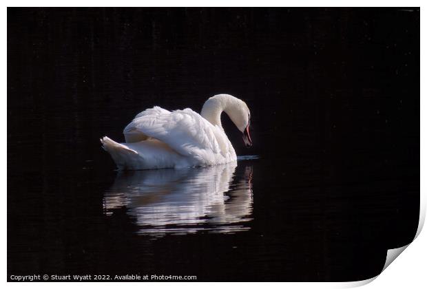 Swan Print by Stuart Wyatt
