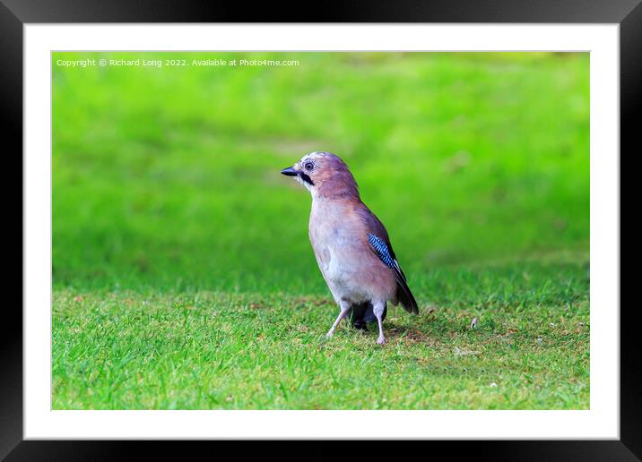 Common jay Framed Mounted Print by Richard Long