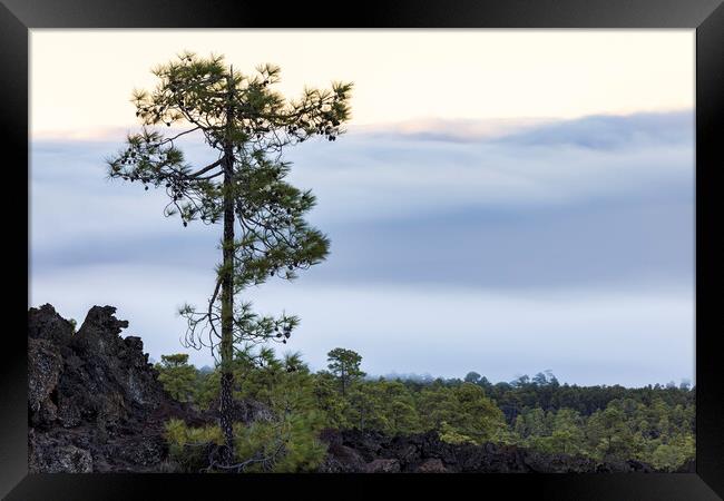 Canarian pine above the clouds Tenerife Framed Print by Phil Crean