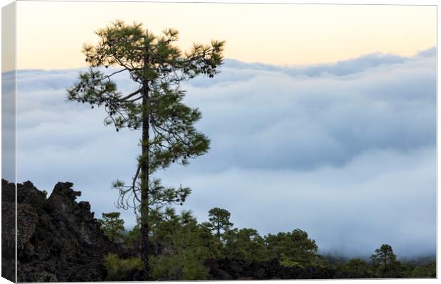 Canarian pine above the clouds Tenerife Canvas Print by Phil Crean