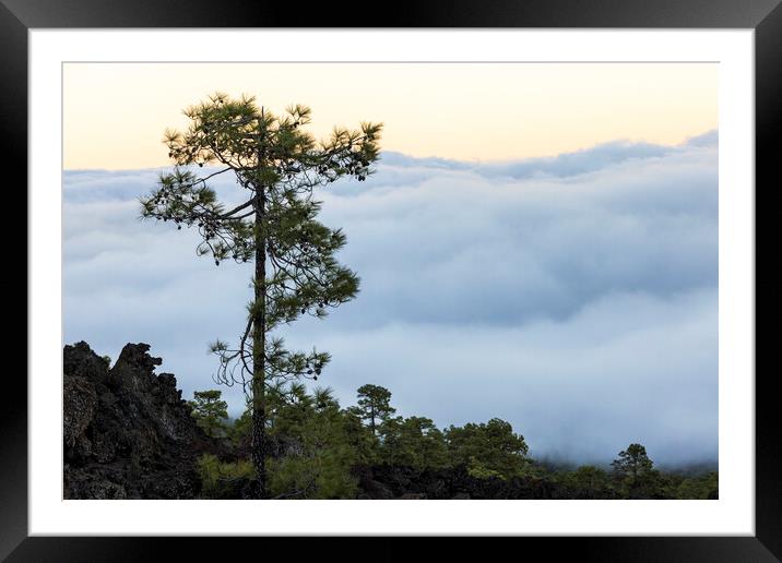 Canarian pine above the clouds Tenerife Framed Mounted Print by Phil Crean