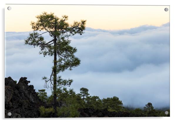 Canarian pine above the clouds Tenerife Acrylic by Phil Crean