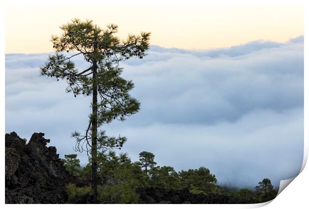Canarian pine above the clouds Tenerife Print by Phil Crean