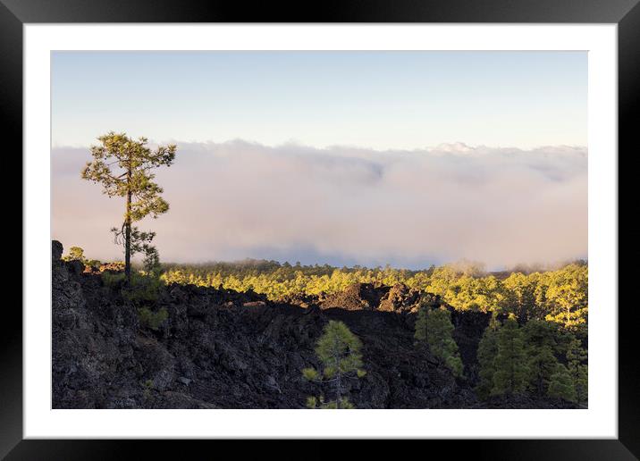 Canarian pine above the clouds Tenerife Framed Mounted Print by Phil Crean
