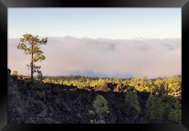 Canarian pine above the clouds Tenerife Framed Print by Phil Crean