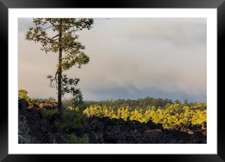 Canarian pine above the clouds Tenerife Framed Mounted Print by Phil Crean