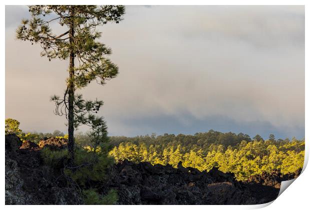 Canarian pine above the clouds Tenerife Print by Phil Crean