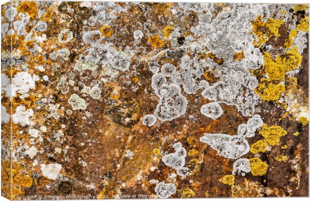 Lichen Abstract Canvas Print by DiFigiano Photography