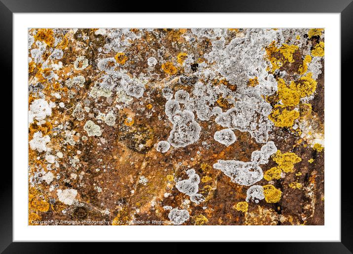 Lichen Abstract Framed Mounted Print by DiFigiano Photography
