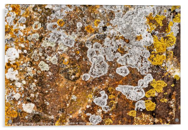 Lichen Abstract Acrylic by DiFigiano Photography